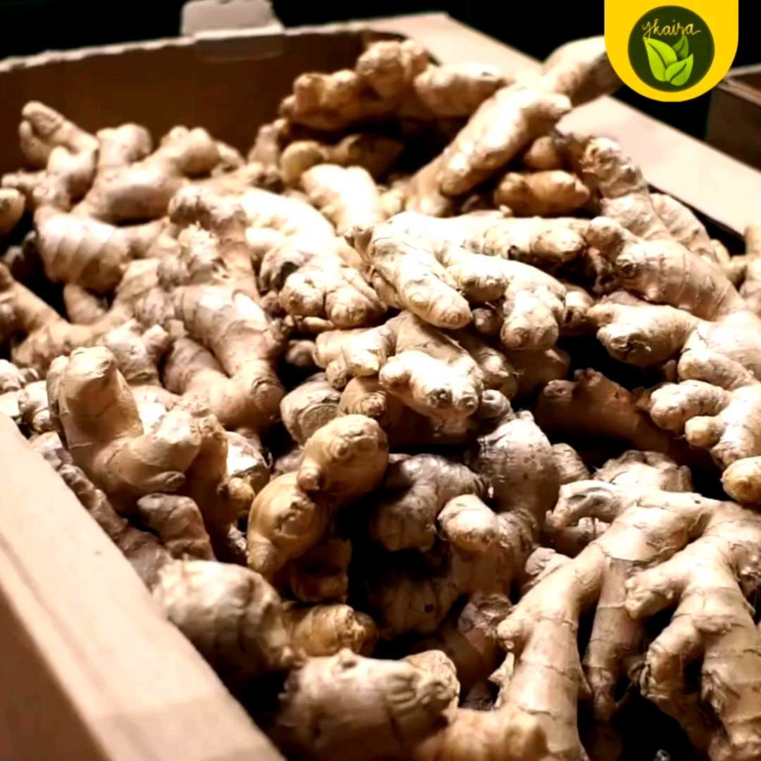 Luya Ginger Bulb Seeds 1 pc. for Planting Herb